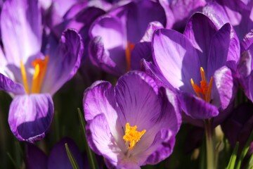 Crocus march 2016